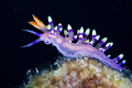   This Flabellina exoptata nudibranch just pose me 100mm lens 500D canon 250 Seasea single dive. dive  